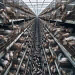 Factory Farming Animals