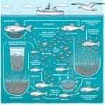 Microplastics in the Ocean Food Chain