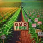 GMO Environmental Impact