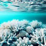 Coral Bleaching