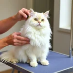 Persian cat being groomed by owner