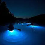 Bioluminescent kayaking experience at night