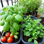 Urban gardening with herbs and vegetables