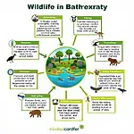 Key vocabulary for wildlife conservation essay